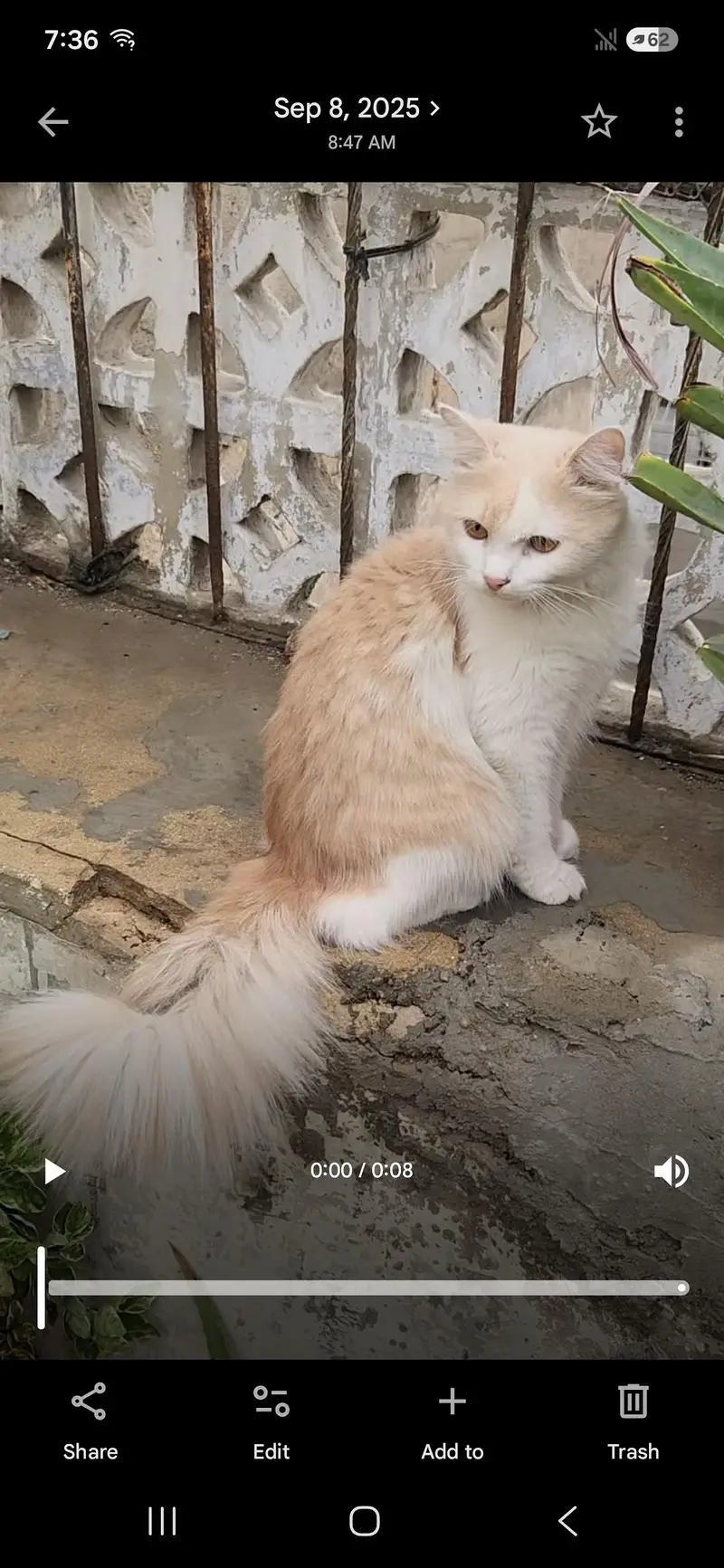 Persian Cat — photo 2
