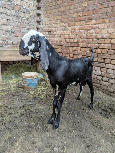 Bakra for sale