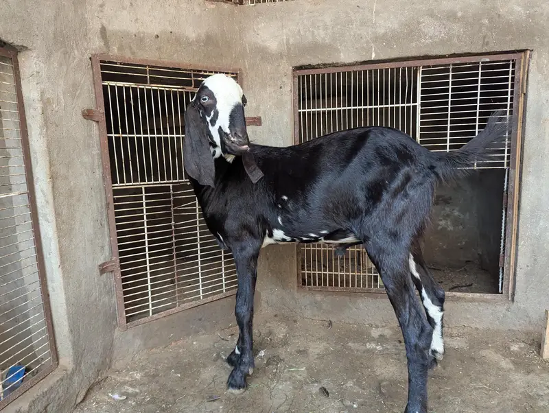 Bakra for sale — photo 2