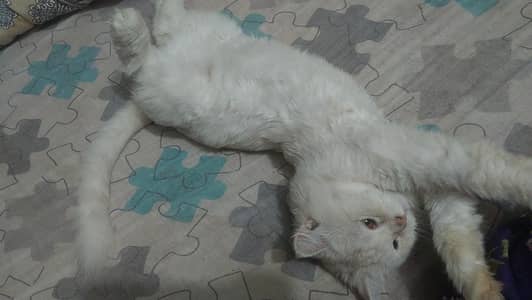 pershion cats