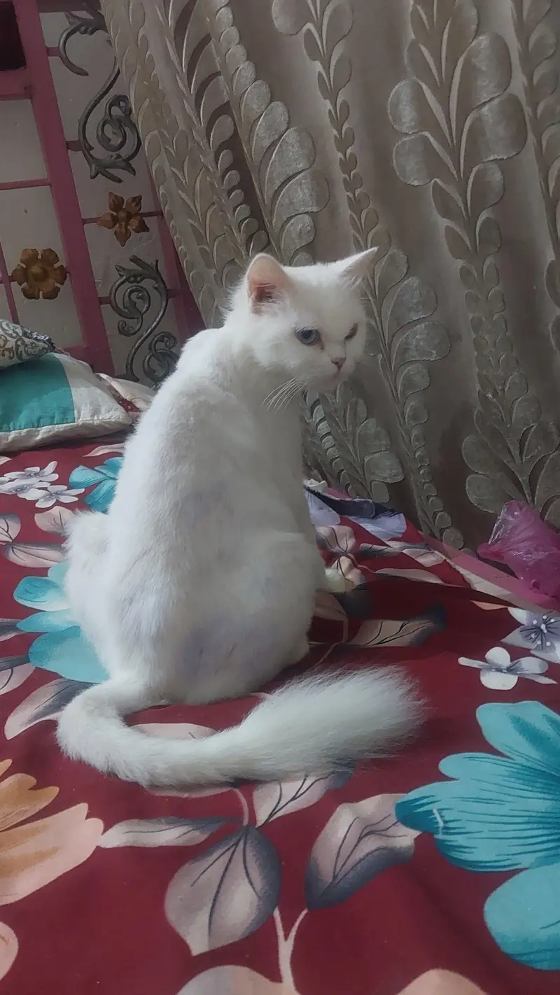 pershion cats — photo 3