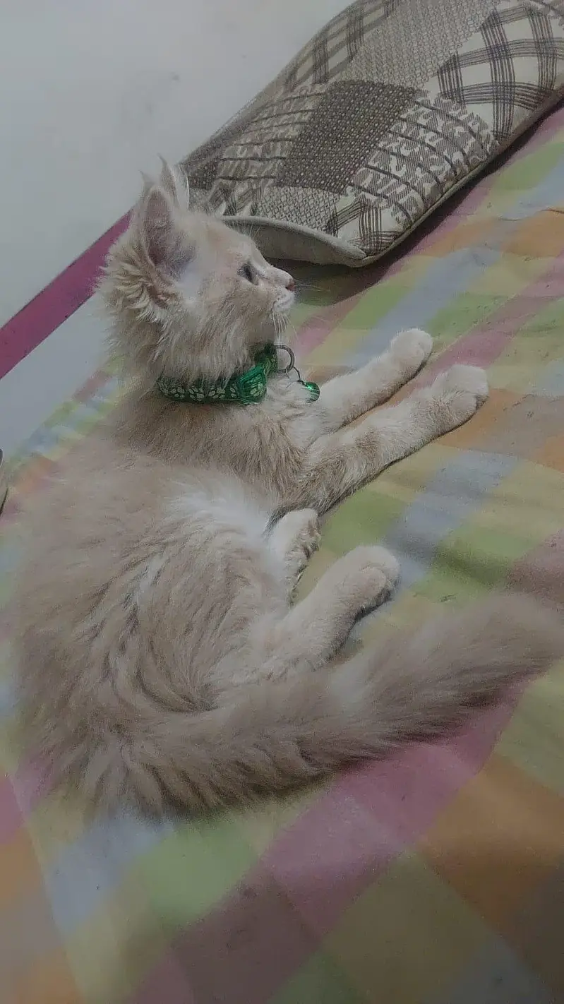 pershion cats — photo 4