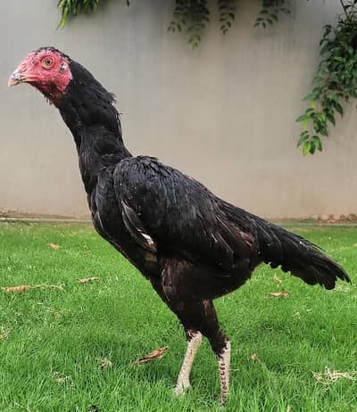 Pur pakoy female for sell top quality