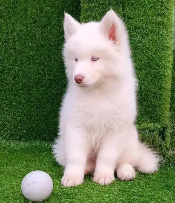 Siberian husky puppy — photo 2