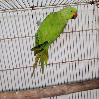 Ringneck kajla  male for sale 03350763912