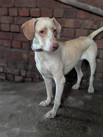 pointer female dog for sale