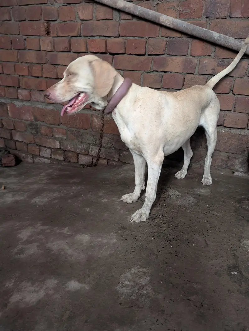 pointer female dog for sale — photo 2