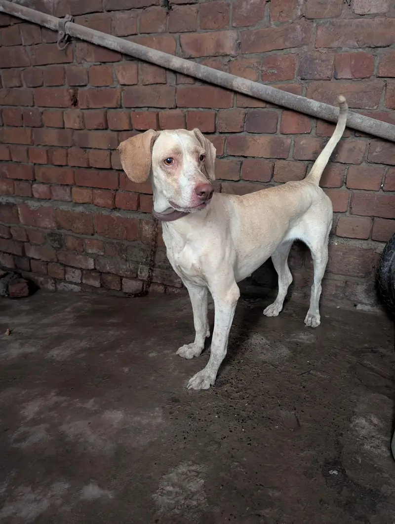 pointer female dog for sale — photo 3