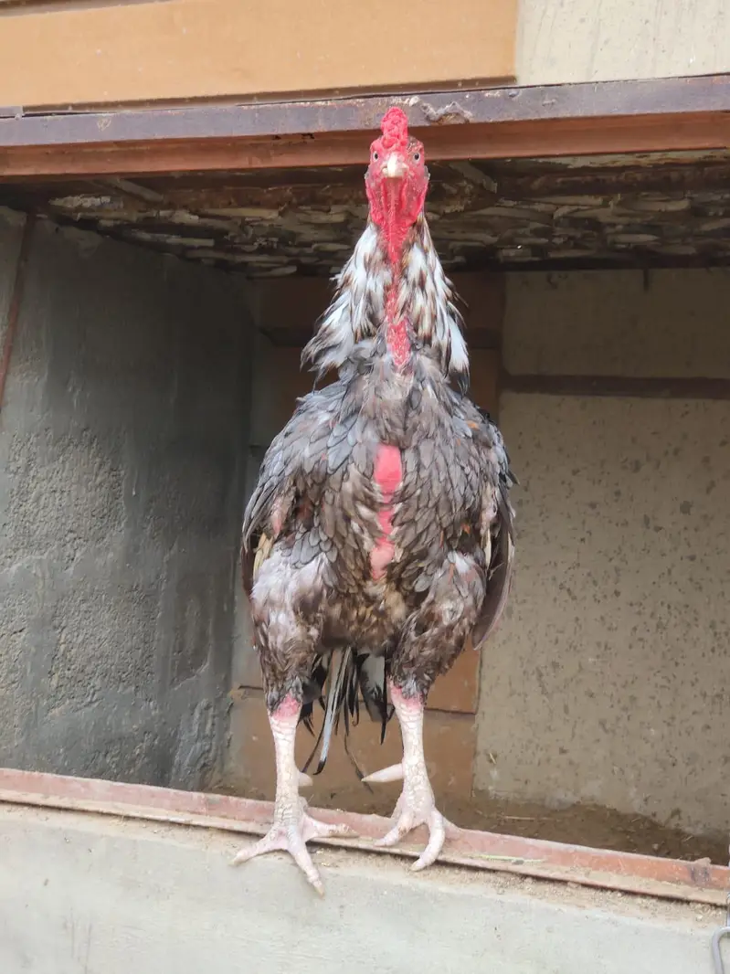 jagweri old bloodline — photo 2
