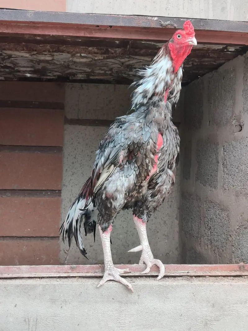 jagweri old bloodline — photo 3