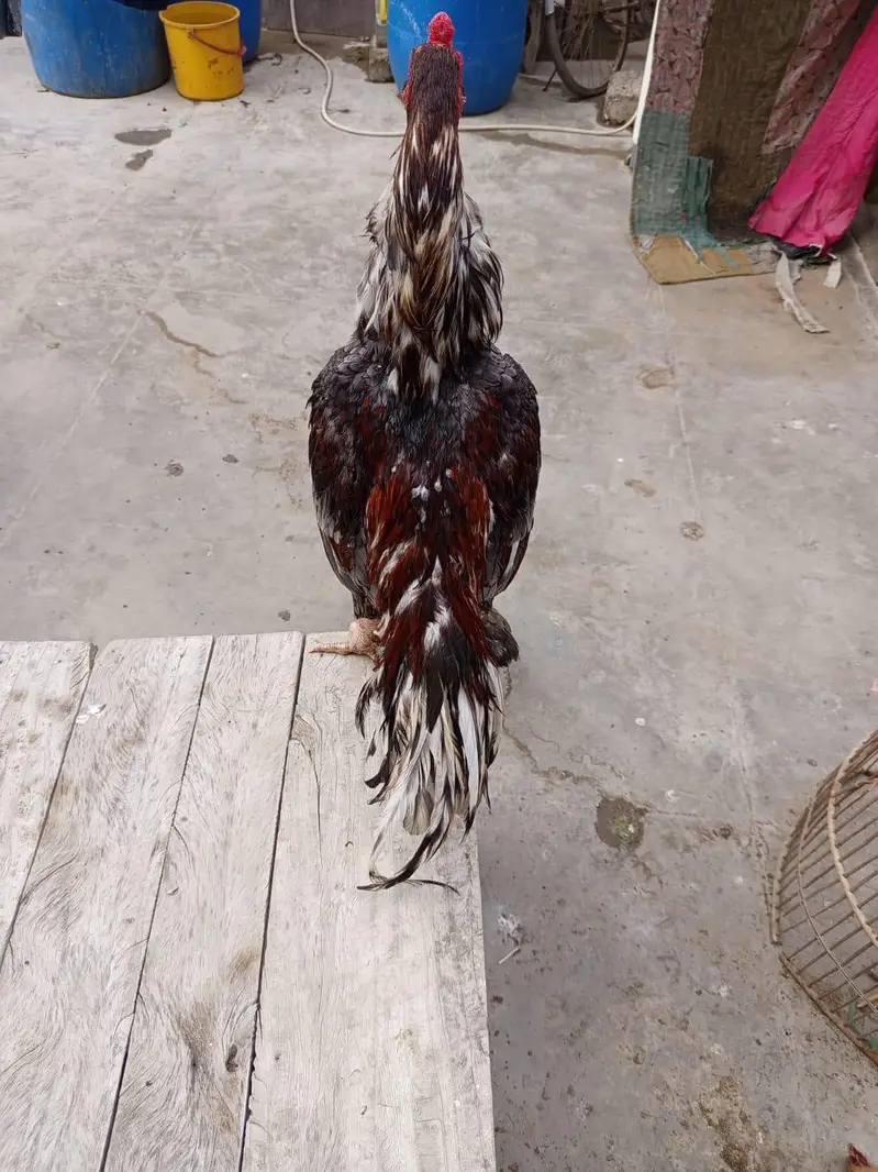 jagweri old bloodline — photo 5