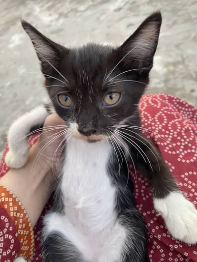 Kittens