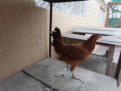 RIr pair for sale