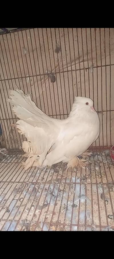 American white  Breedair Male