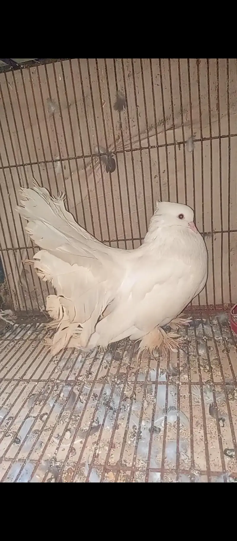 American white  Breedair Male