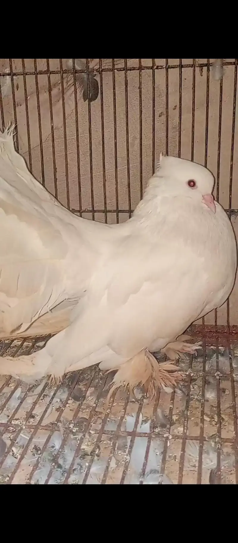American white  Breedair Male — photo 2