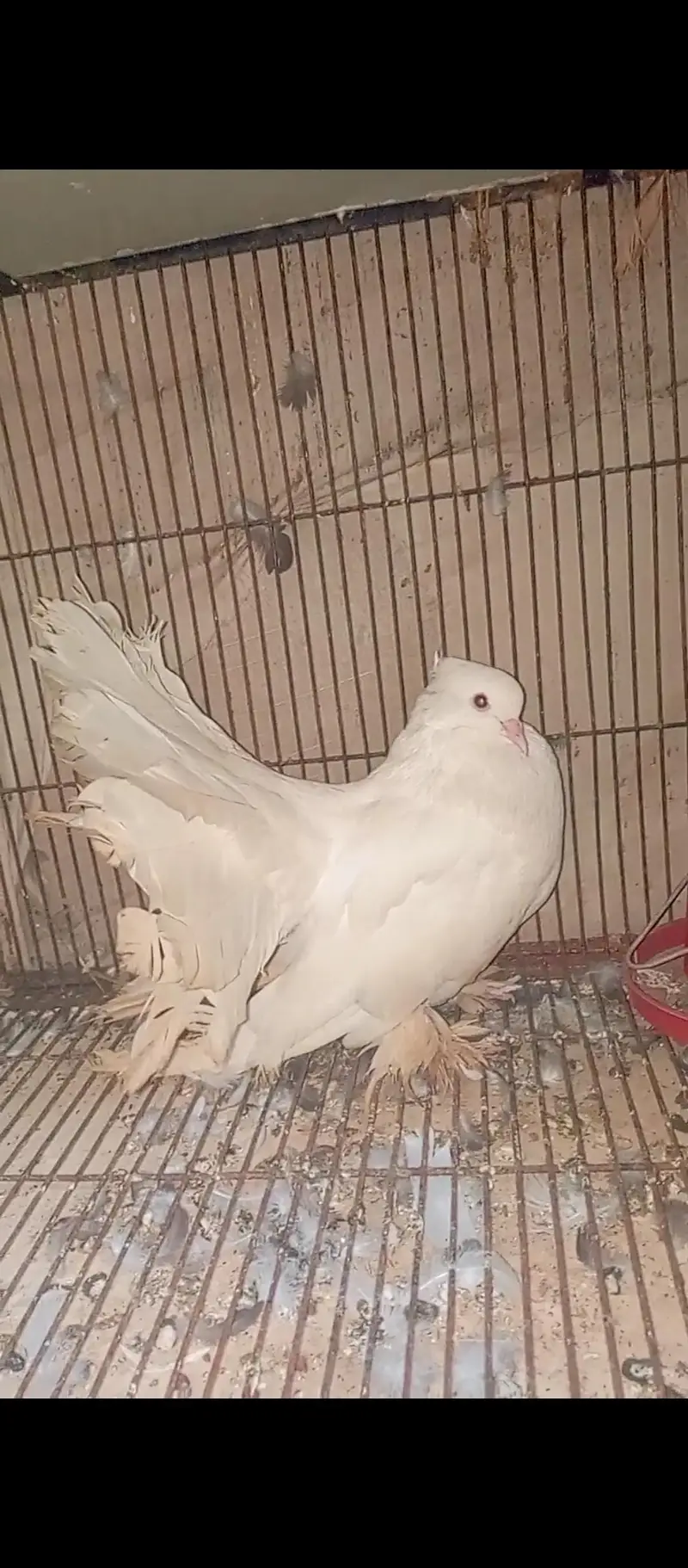 American white  Breedair Male — photo 3