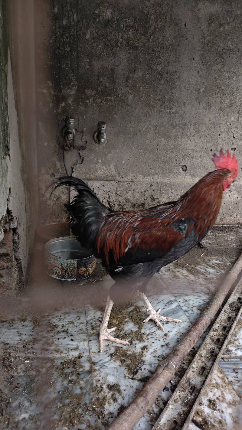 Desi Murghay 3