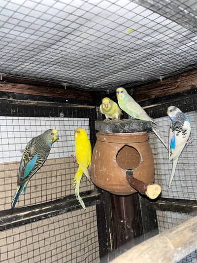 cocktails / astralian parrot