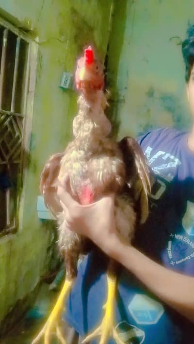 Aseel Mainwali male hen for sale.