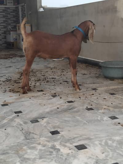 Bakra