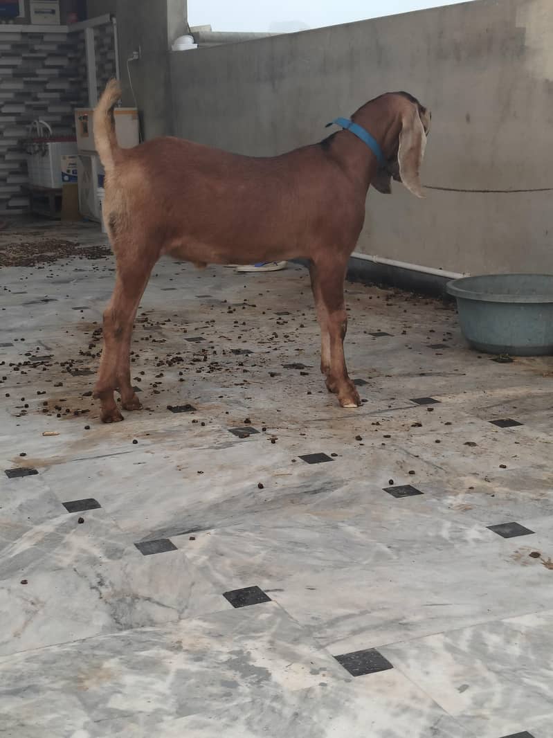 Bakra 0