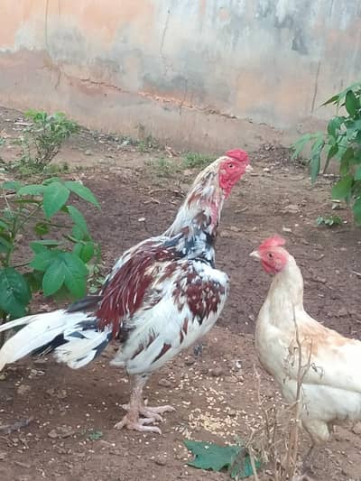 Aseel  colour chenna