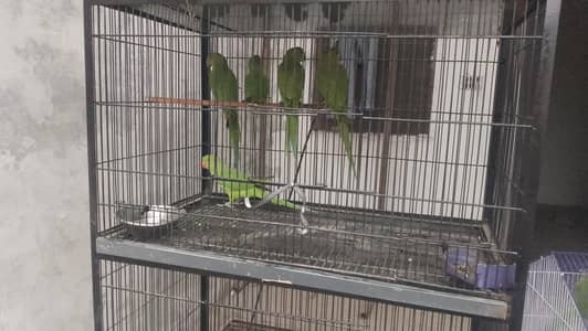 beautiful parrot per pic 3200 final