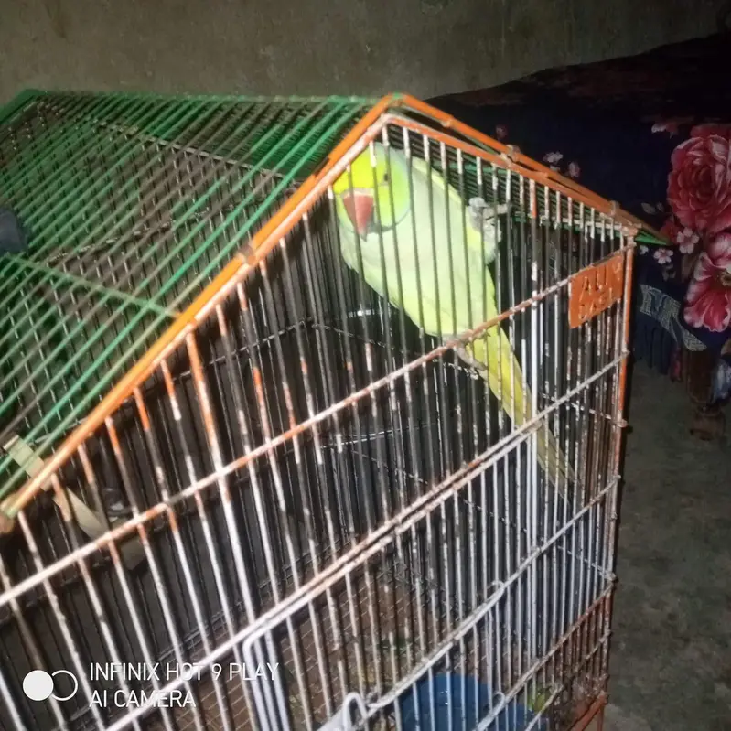 beautiful parrot per pic 3200 final — photo 2