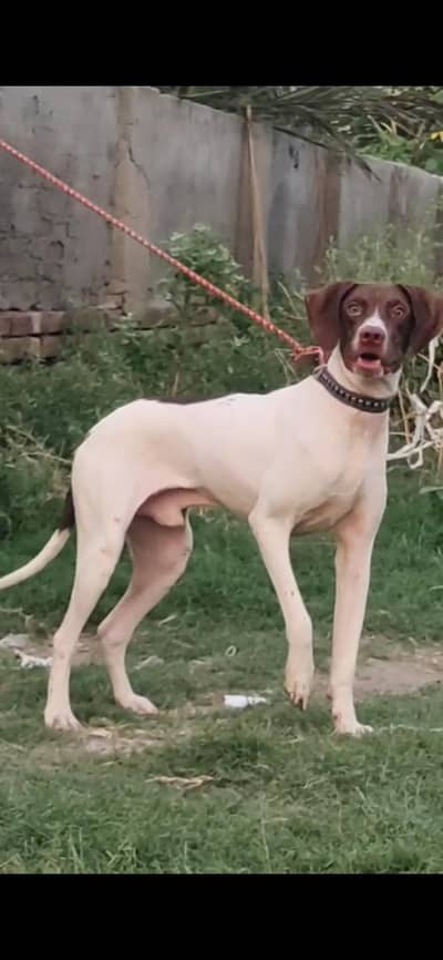 pure garman pointer male full train Jall and fire for sale