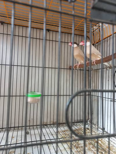 Finch fawn java