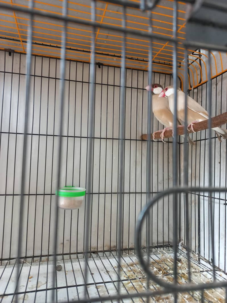 Finch fawn java 1