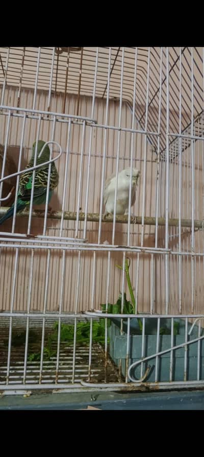 hogoromo female king size male