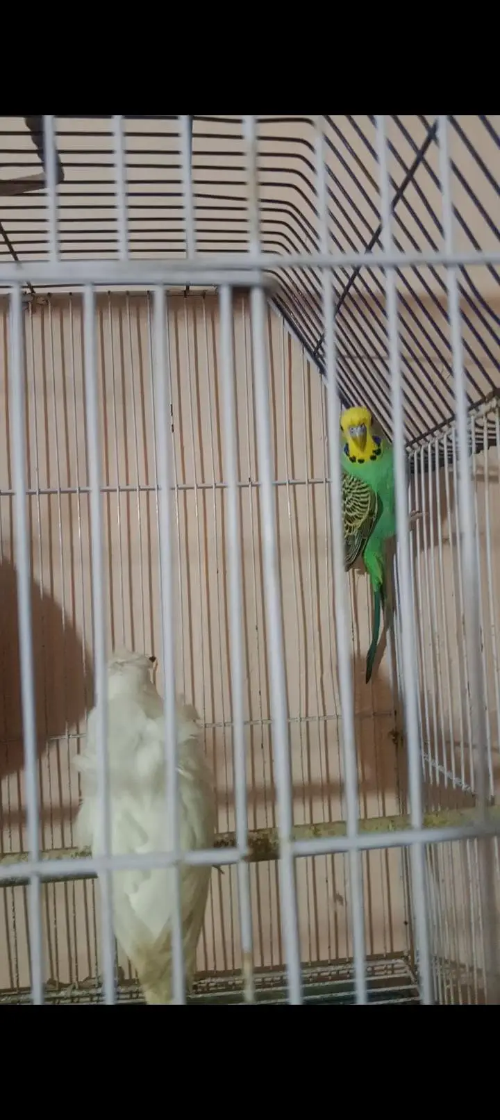 hogoromo female king size male — photo 2