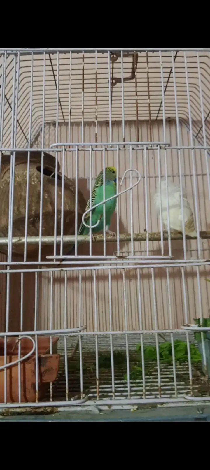 hogoromo female king size male — photo 3