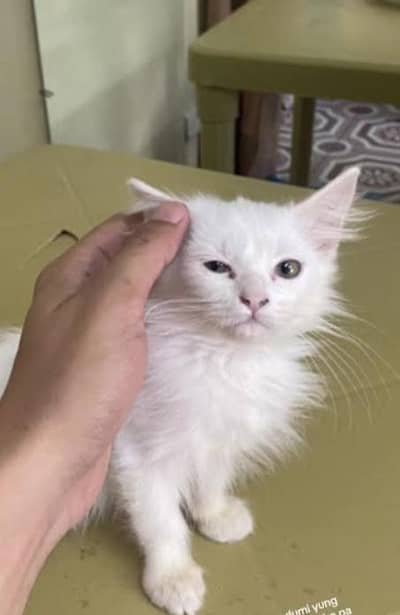 Persian pure Male and Female