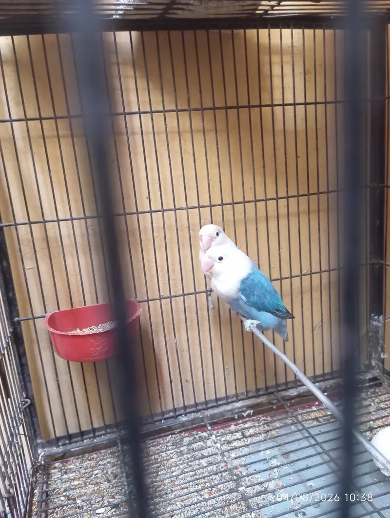 blue love bird breeder pair