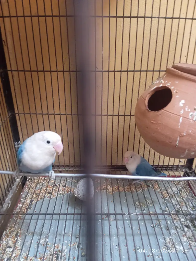 blue love bird breeder pair — photo 2