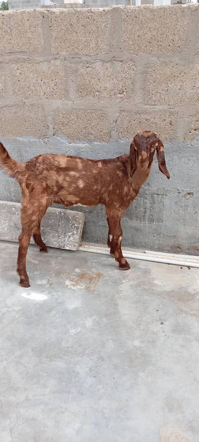 Bakra