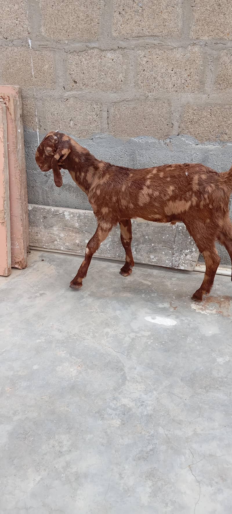 Bakra 1