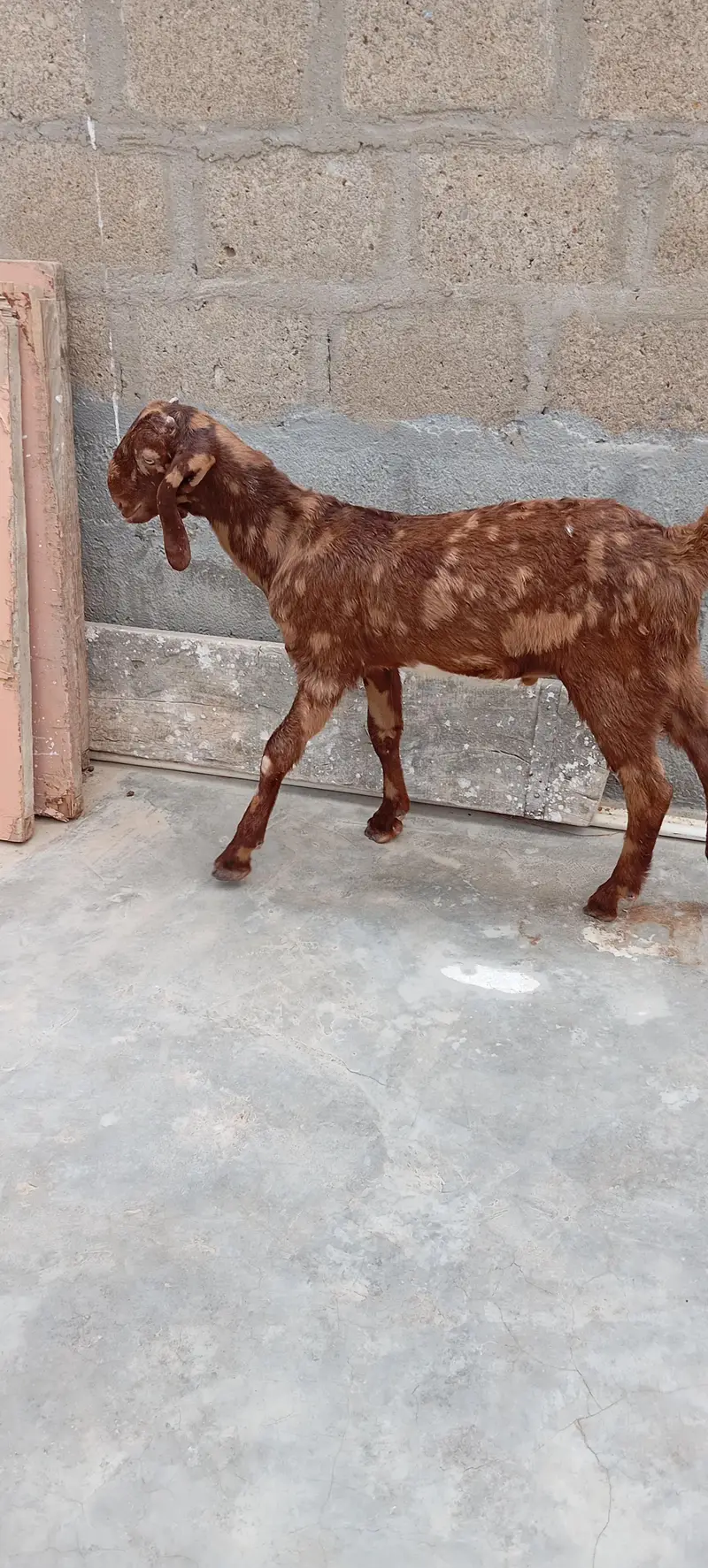 Bakra — photo 2
