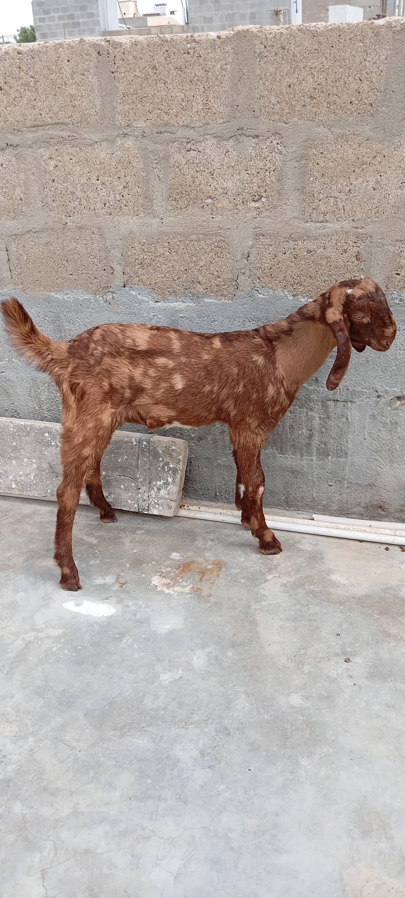 Bakra 2