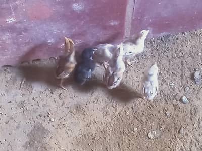 Aseel chicks