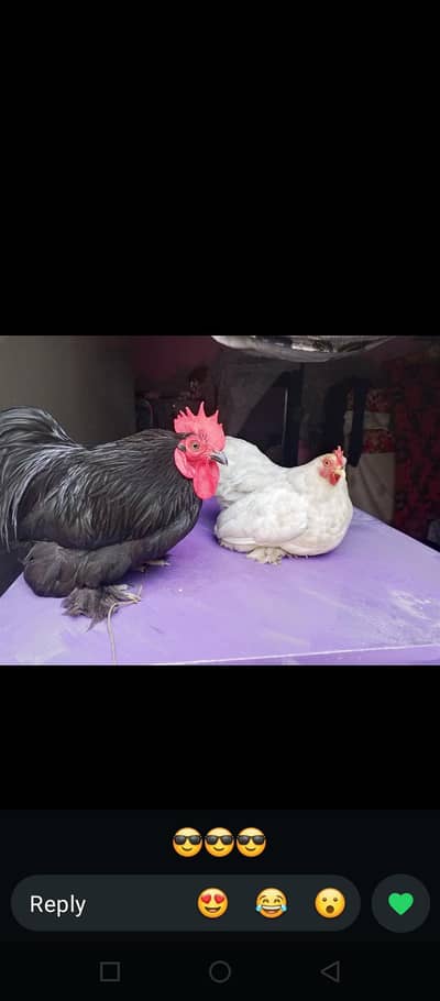 Black bantam pair white female tiro