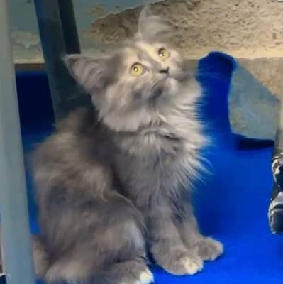 Persian cat gray color