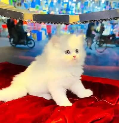 Persian female kitten for sale