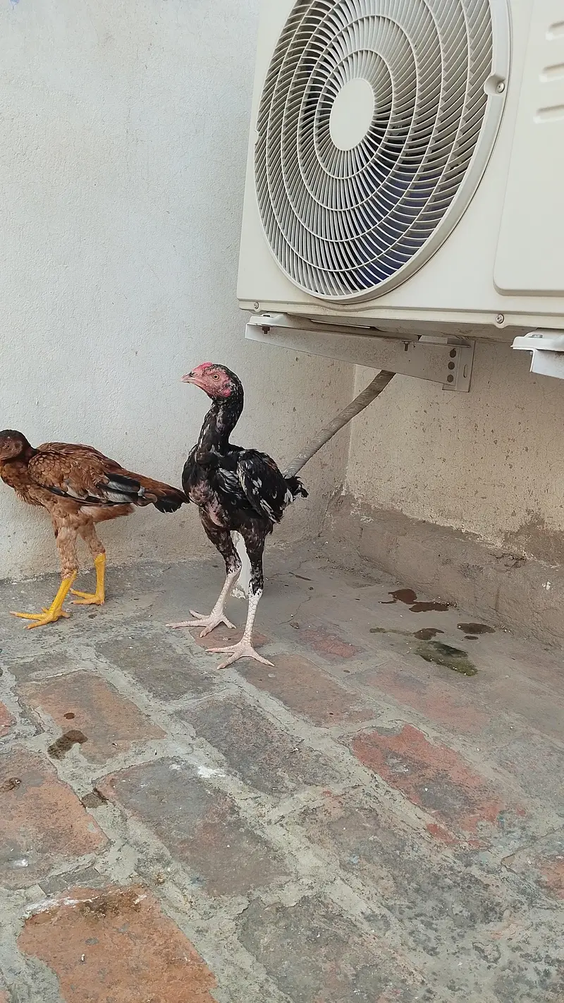 Healthy and active pure aseel — photo 3