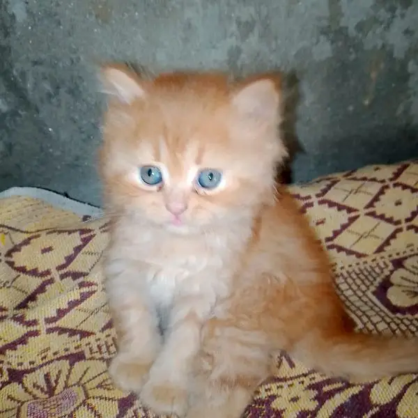 Persian cat for sale male female vaccine 0321=44=95=387= — photo 2