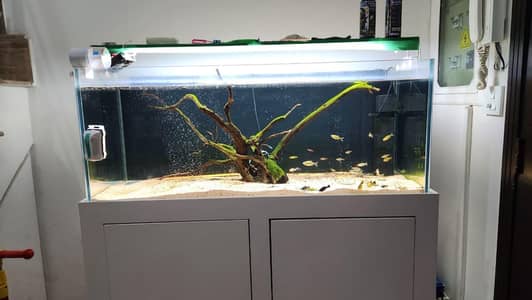 4x2 feet large aquarium.