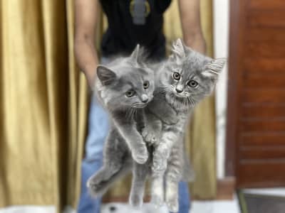 Persian kittens (2 grey white) (1 ginger+brown+black)